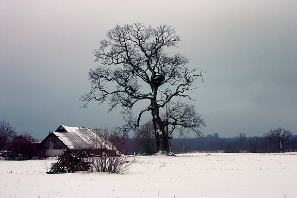 istock Old oak wooden house in winter 528463619