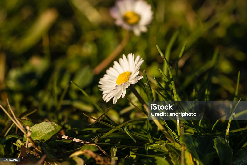Daisy Daisy details Beauty In Nature Stock Photo