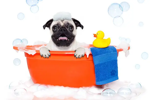 pug dog in a bathtub not so amused about that , with yellow plastik duck and towel, covered in foam , isolated on white background