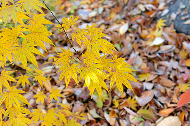 istock Japanese maple trees with Autumn color 528465887