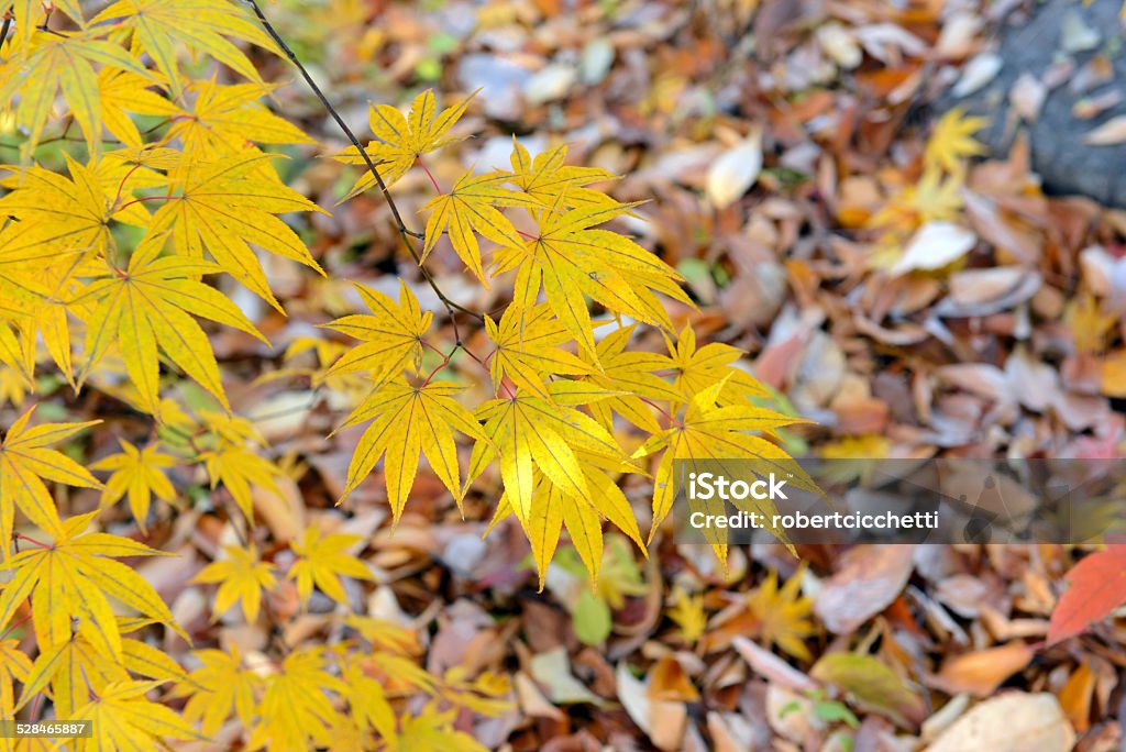 Japanese maple trees with Autumn color Asia Stock Photo