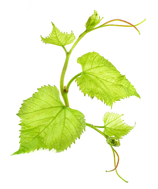 frische grüne weinblatt - grape leaf stock-fotos und bilder