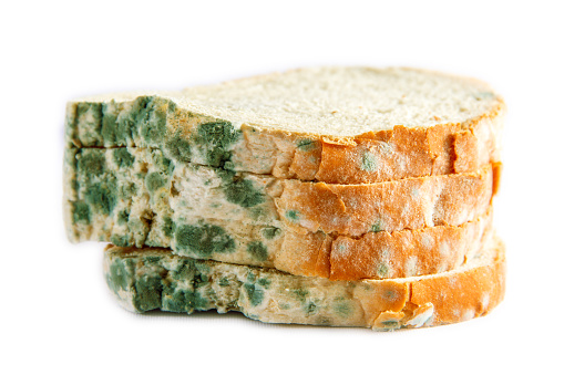 moldy bread in isolated white background
