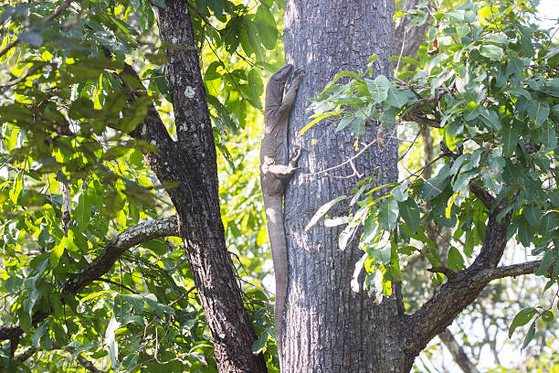 istock Bengal Monitor Lizard 528467453