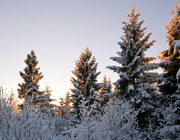 istock Beautiful winter morning with snow 528467601