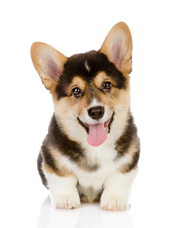 Pembroke Welsh Corgi puppy looking at camera. isolated on white background