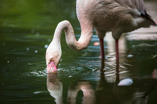 ピンクのフラミンゴ - flamingo bird isolated animal leg ストックフォトと画像