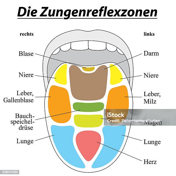 Ilustración de Lengua Reflexología Alemán y más Vectores Libres de Derechos de Shiatsu - Shiatsu, Reflexoterapia, Tabla - Medios visuales