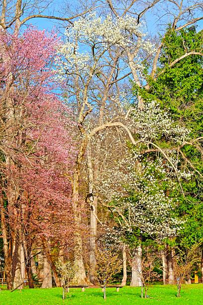 istock Matching bloom of cherry blossoms and Kitakobushi 528474116