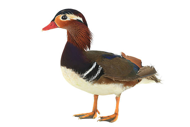 istock male mandarin duck 528476554