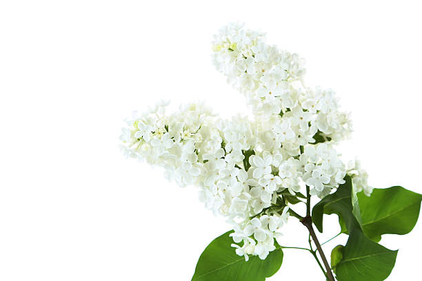 istock Blooming lilac flowers isolated on a white 528476714