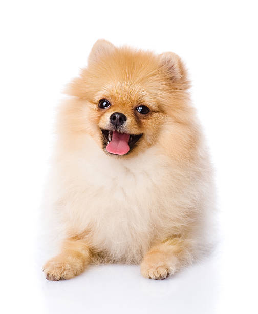 spitz puppy lying in front. isolated on white background spitz puppy lying in front. isolated on white background. pomeranian stock pictures, royalty-free photos & images