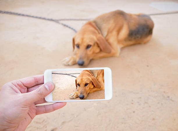 istock taking photo of sad chained dog 528478178