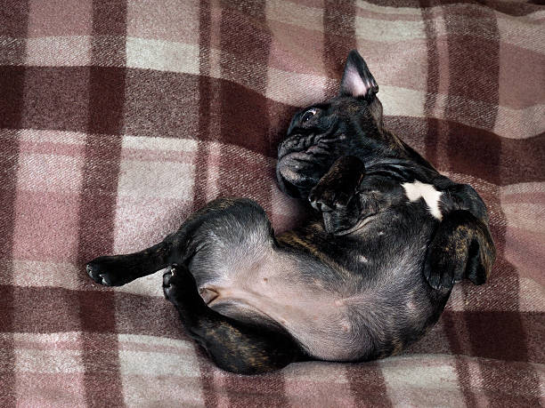 istock Funny dog lying on a bed on the plaid 528478262