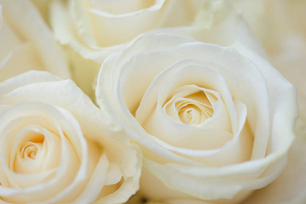 istock Wedding bouquet of white flowers. White roses. 528478512