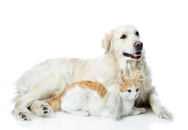 cão retriever dourado e gato. - dog golden retriever lying down isolated imagens e fotografias de stock