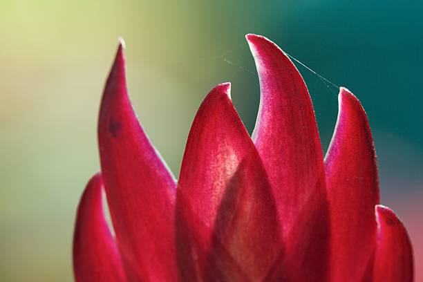 красный бромелия лифс - close to moving up closed single flower стоковые фото и изображения