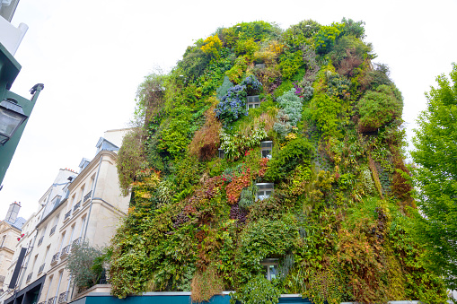 Vertical garden on residential building in central Paris (2nd Arrondissement, corner of Rue d’Boukir and Rue des Petits Carreaux). There are hundreds of plants from many different species. This façade represents an unusual encounter of historical residential building structures and nature.