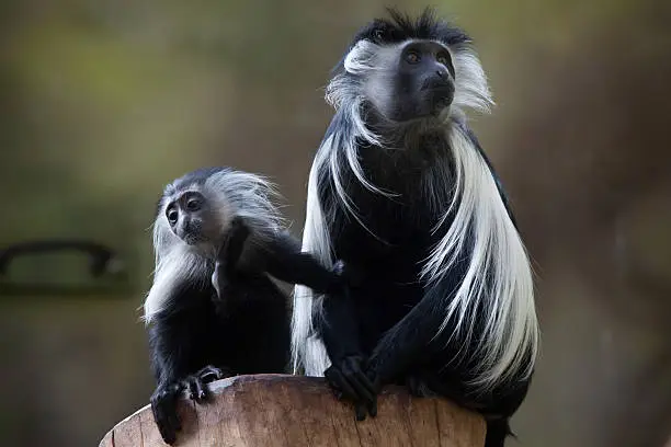 Photo of Angolan colobus (Colobus angolensis).