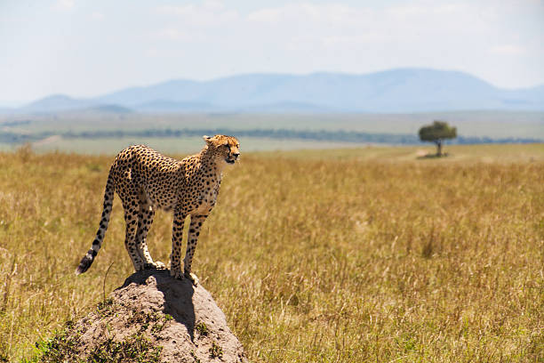 istock Cheetah in the middle of the savannah 528479846