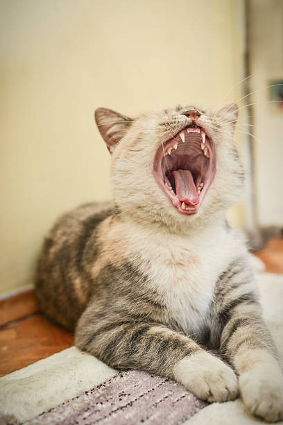 istock Cute little cat yawning 528479856