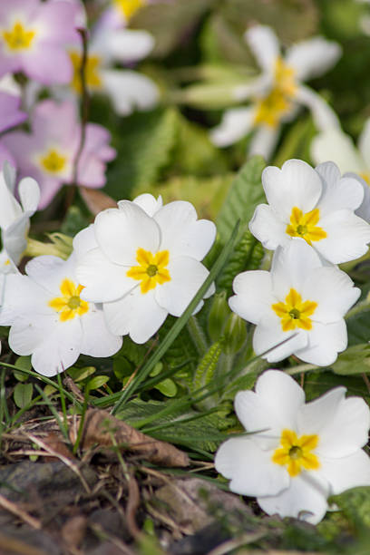 istock White flowers Primroses (Primula Vulgaris) on a bed 528480186