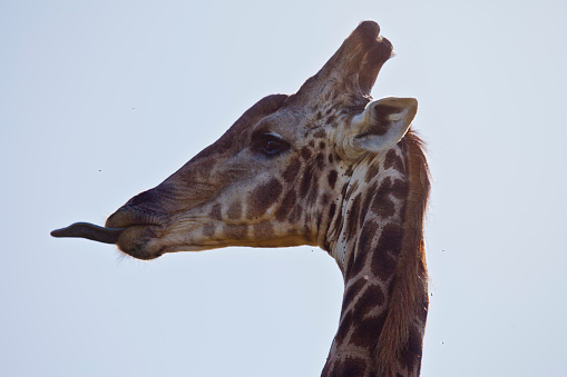 A side profile image of a giraffe with its tongue out