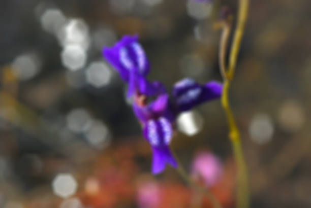 istock Image of blurry purple flora with soft bokeh 528483004