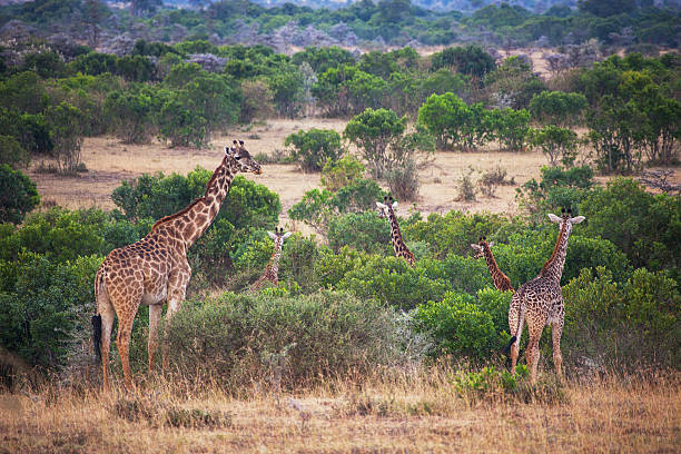 жираф - giraffe namibia africa animal стоковые фото и изображения