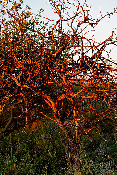 Burning Bush The sun setting casting rays on a acacia tree in the semi-arid lands of South Africa. winged spindletree stock pictures, royalty-free photos & images