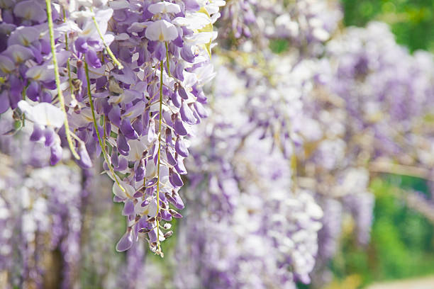 istock Wisteria sinensis Prolific 528485062