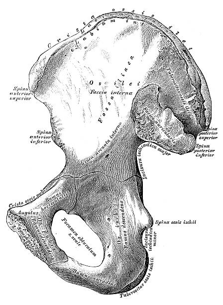 Left Hip Drawing 50+ Hip Bone Anatomy Diagram Drawing Stock Photos, Pictures & Royalty ...