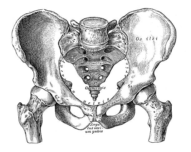 ilustraciones, imágenes clip art, dibujos animados e iconos de stock de ilustraciones científicas de anatomía humana : pelvis (macho) - pencil drawing drawing anatomy human bone