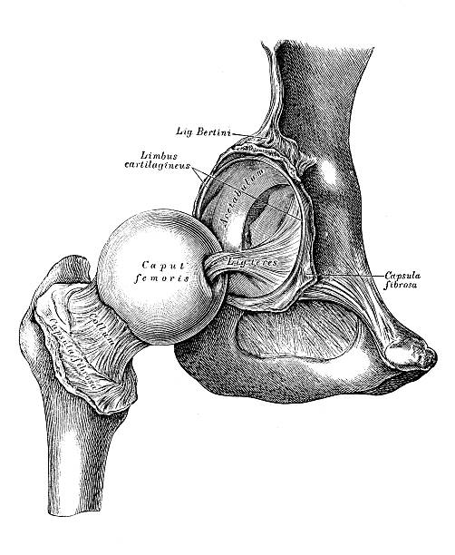 Human anatomy scientific illustrations: hip joint Human anatomy scientific illustrations with latin/italian labels: hip joint femur bone anatomy drawing stock illustrations