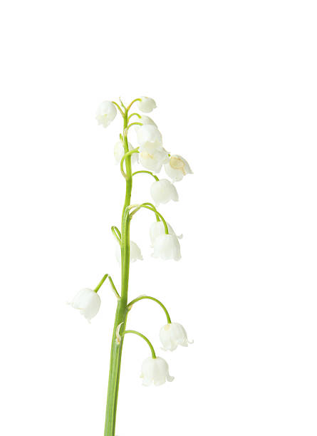 istock Lily of the Valley isolated on white 528487760