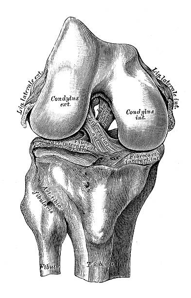 anatomie des menschen wissenschaftliche illustrationen: knie gemeinsamen kreuzband bänder - cruciate ligament stock-grafiken, -clipart, -cartoons und -symbole