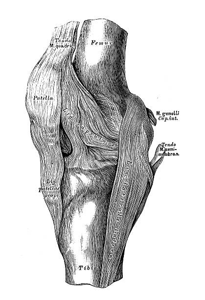 160+ Anatomy Of The Human Knee Pictures Illustrations, Royalty-Free ...