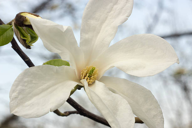 istock white magnolia flower close-up 528488892