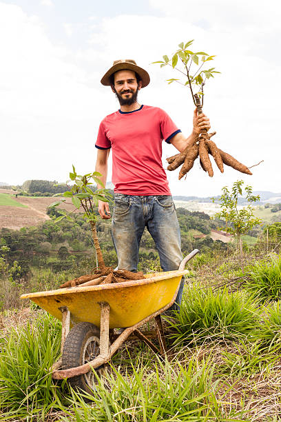 agricoltore felice tiene la sua produzione di manioca - north slope foto e immagini stock