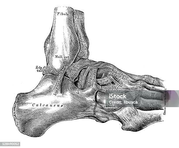 Human Anatomy Scientific Illustrations Astragalustarsus Joint Stock Illustration - Download Image Now