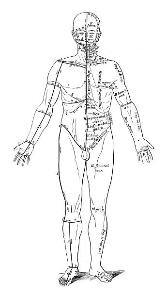 인체 해부학 그림: 피부 상처 위한 절개 - dissection stock illustrations