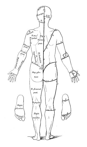 научные иллюстрации человеческой анатомии: тело образует для диссекция - human muscle illustrations stock illustrations