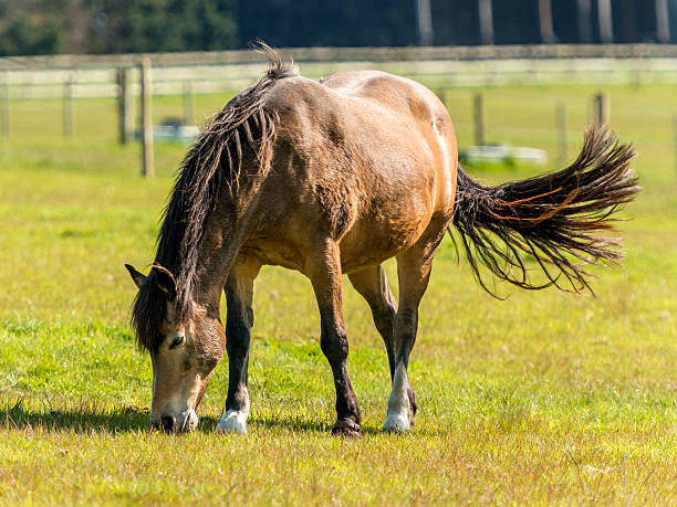 Brown and fawn mare grazing in green field with tail swishing