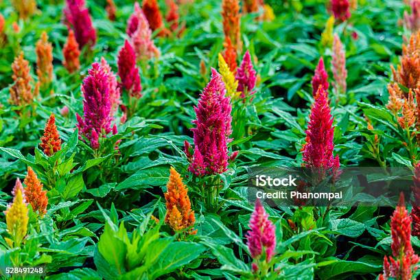 Sfondo Di Bellissimi Fiori Celosia - Fotografie stock e altre immagini di Ambientazione esterna - Ambientazione esterna, Asparagina, Autunno