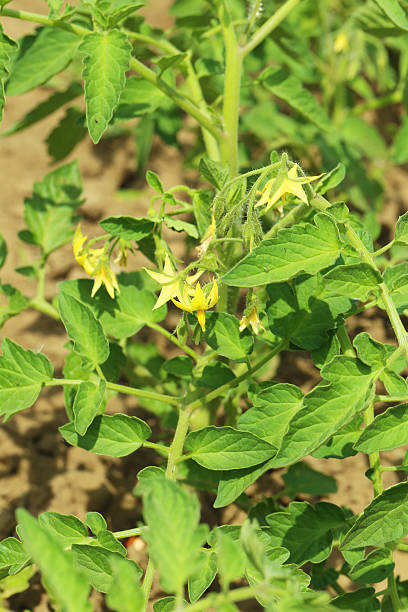 istock Green tomatoes in the garden 528491792