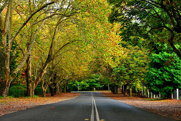 istock Autumn in Mt.Wilson NSW, Australia 528492840