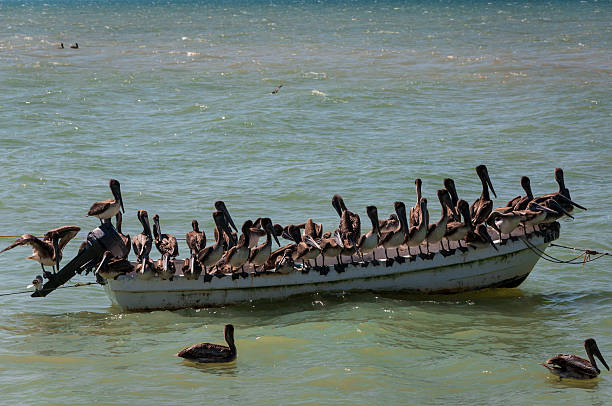 Pelicans on an old boat stock photo