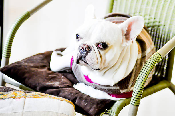 istock French bulldog on the chair 528492957