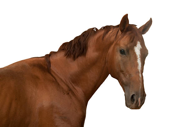 istock Brown Horse on White Background 528493572