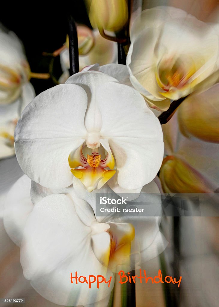 Foto de Orquídeas Brancas Feliz Aniversário e mais fotos de stock de  Aniversário - Aniversário, Branco, Cabeça da flor - iStock